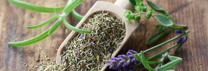 Caractéristiques et utilisations des herbes de Provence